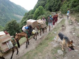 Donkeys train briging up goods. They are followed by Tibetan monks.