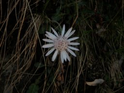 Flower I took on the Triund track.